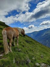 Haflinger zu verkaufen