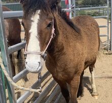 Hypoallergenic Horses