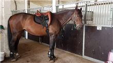 Dressage Saddle