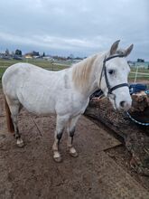 Lieber Pony Wallach sucht zuhause