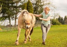 Mobiler Pferdetrainer, Reitunterricht, Bodenarbeit