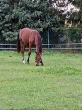 Nemo sucht ein neues zu Hause