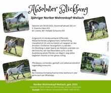 Noriker Mohrenkopf-Wallach, geb. 2021