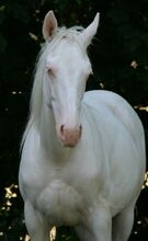 Paint x Pinto Wallach (Cremello/ Tobiano)