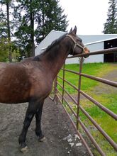 Pasture pet/ companion