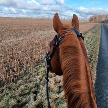 Pferd sucht Reitbeteiligung