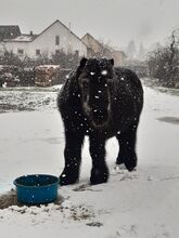 Weitere Inserate von ponymausi anzeigen