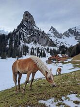 Hübsches Haflinger-Stutfohlen zu verkaufen