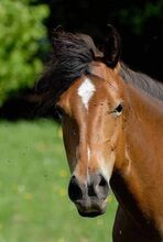 Quarter Horse Stute 11 Jahre