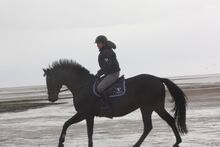 Reitbeteiligung auf ehemaligen Sportpferd