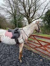 Beautiful Appaloosa Mare