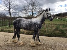 Shire Horse Wallach Merlin
