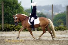 Sportlicher Haflinger Wallach sucht neue Aufgabe