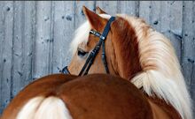 Sportlicher Haflinger Wallach sucht neue Aufgabe