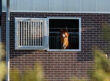 Stallfenster | Pferdestall Fenster | Dreh-kipp Funktion