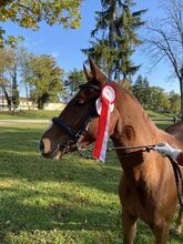 Superliebes Reitpony mit Zukunftsperspektive