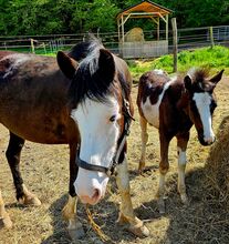 Toll gezeichneter Quarter Horse-Reitpony Nachwuchs