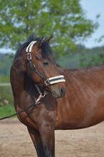 unkomplizierter Quarter Horse Wallach mit guter Reiningabstammung