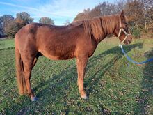 unverbrauchter Curly Horse Hengst mit vollen Papieren