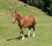 Welsh Cob Stute