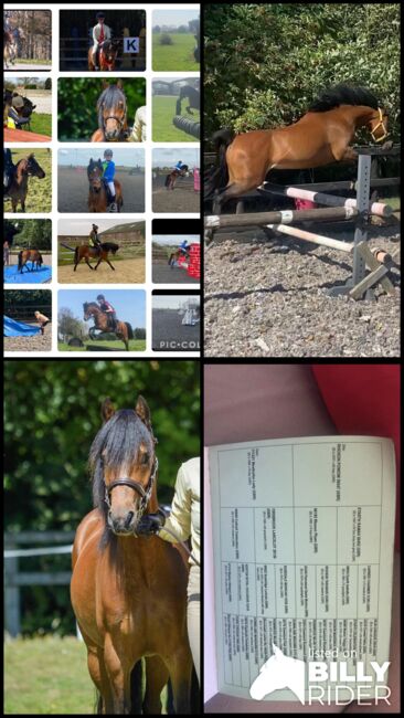 12.2 amazing hunting/ jumping pony, Farrah Bennett, Pferd kaufen, Wadworth Hill, Abbildung 5