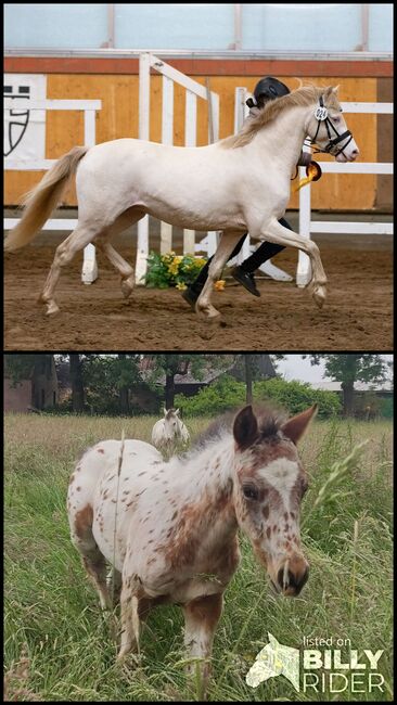 2 Hengstfohlen, Pferde und Ponys, Anette Klatt, Pferd kaufen, Oetzen, Abbildung 3