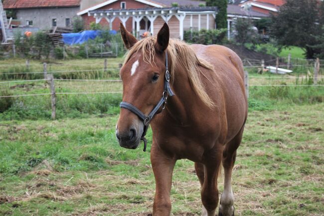 2 Schleswiger Kaltblut Jährlingsstuten suchen neuen Möhrchengeber, Conny , Pferd kaufen, Neustadt i.H , Abbildung 9