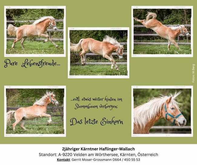 2jähriger Kärntner Haflinger-Wallach, Andrea, Pferd kaufen, Velden am Wörthersee, Abbildung 7