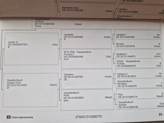 3jähriger Hannoveraner abstammend von Ogano x Landor S, Pferdevermittlung Leus, Pferd kaufen, Magdeburg, Abbildung 5