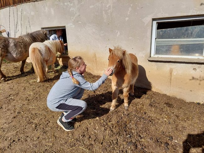 4 Shetty Pony Hengste aus Top Zucht, Pony Hof Storer/Teubl, Pferd kaufen, Pöllauberg , Abbildung 9