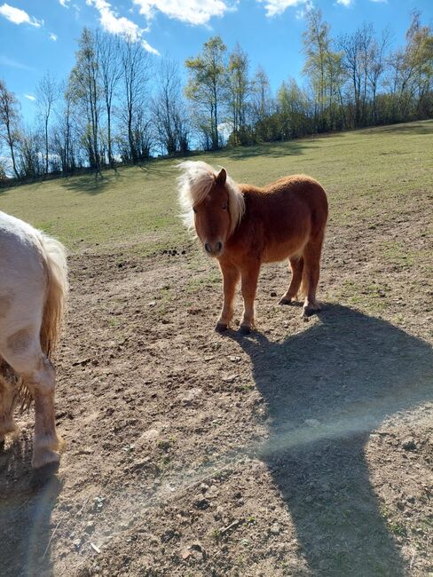 4 Shetty Pony Hengste aus Top Zucht, Pony Hof Storer/Teubl, Pferd kaufen, Pöllauberg , Abbildung 7