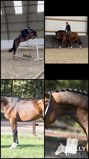 5 j Tunierpferd suchen neues reiter, Carlo, Pferd kaufen, Nickelsdorf, Abbildung 6