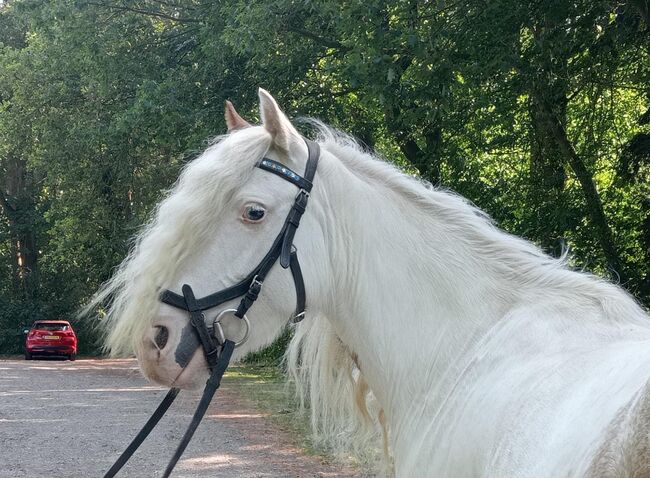 5 jarige Tinker merrie 1,30 groot speciale kleur, Harry, Pferd kaufen, Ter Apel, Abbildung 8