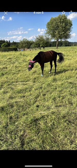 5 Jähriger Quarter Horse Wallach, Sabine Joksch, Pferd kaufen, Aying, Abbildung 5