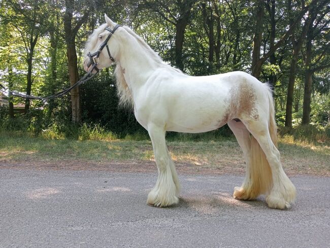 5 jarige Tinker merrie 1,30 groot speciale kleur, Harry, Horses For Sale, Ter Apel, Image 4