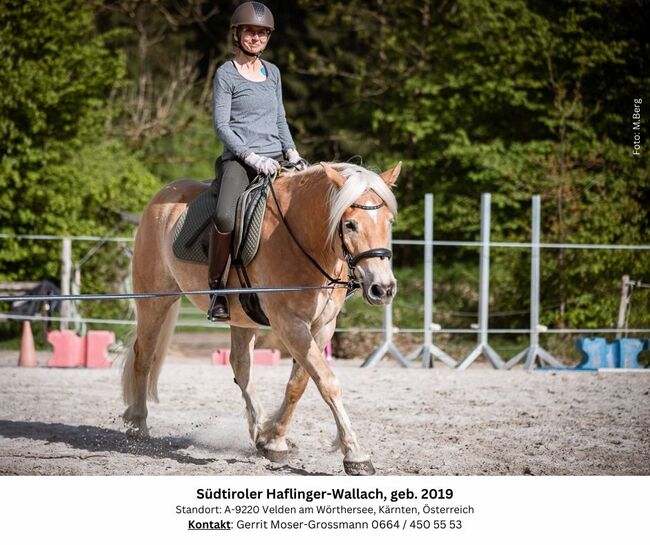 5jähriger Südtiroler Haflinger-Wallach, Andrea, Pferd kaufen, Velden am Wörthersee, Abbildung 3