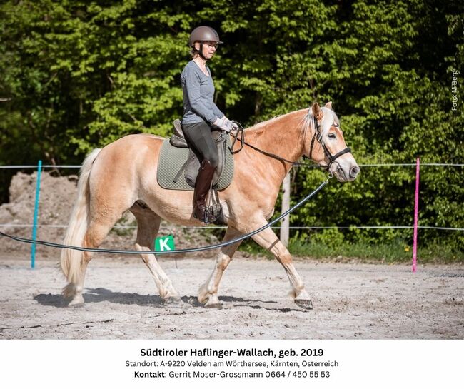 5jähriger Südtiroler Haflinger-Wallach, Andrea, Pferd kaufen, Velden am Wörthersee, Abbildung 6