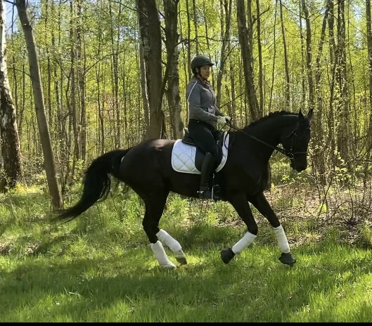 6 yo dressage mare, Ewa Roszkowska, Pferd kaufen, Kłaczyna , Abbildung 2