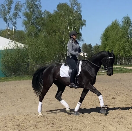 6 yo dressage mare, Ewa Roszkowska, Pferd kaufen, Kłaczyna , Abbildung 3