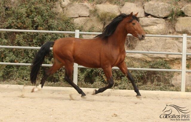 6 jähriger PRE - Barock - 1.69 m - geritten - vom Züchter, Thomas Adams (Caballos PRE), Pferd kaufen, Bell