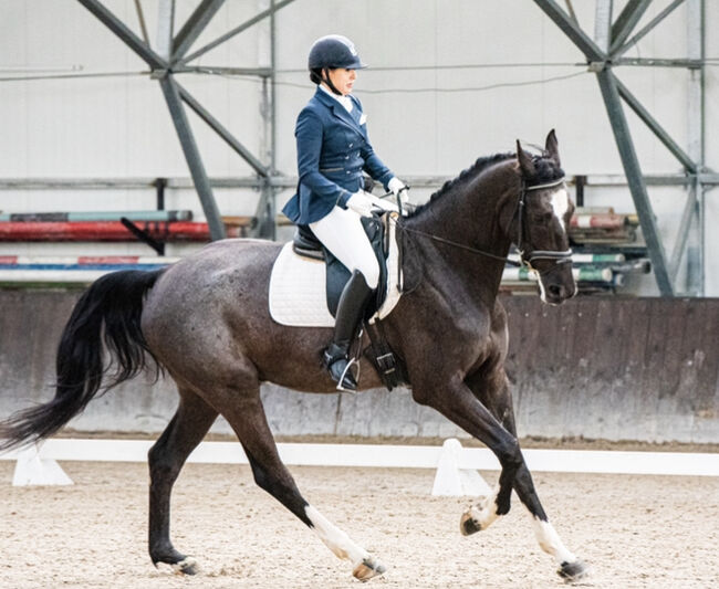 6 yo dressage gelding, Ewa Roszkowska, Horses For Sale, Kłaczyna , Image 4