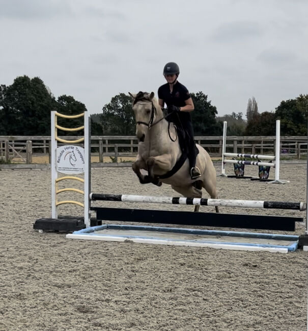 8 year old registered QH, Jemma Jones, Pferd kaufen, Hook, Abbildung 9