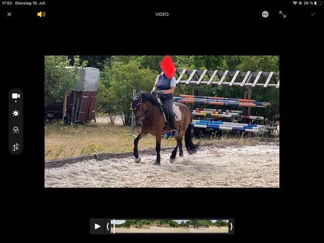 9 jähriger Welsh cob, Bekker, Pferd kaufen, Elsdorf, Abbildung 4