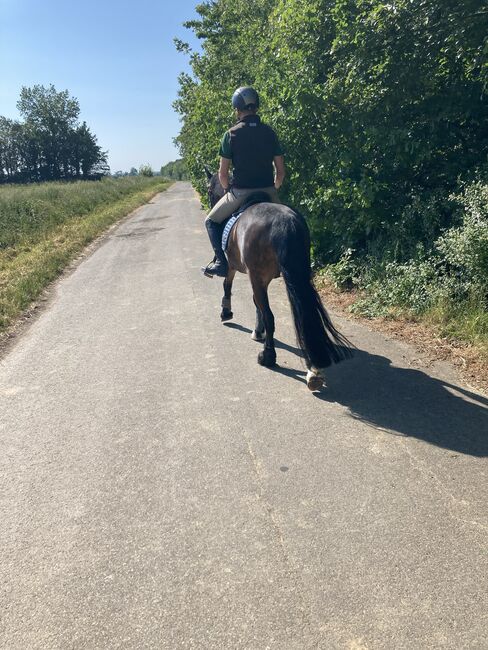 9 jähriger Welsh cob, Bekker, Pferd kaufen, Elsdorf, Abbildung 5