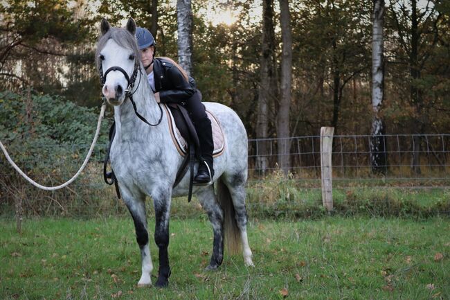 A Pony Welsh, Sharon Hofman, Horses For Sale, Vorden, Image 2