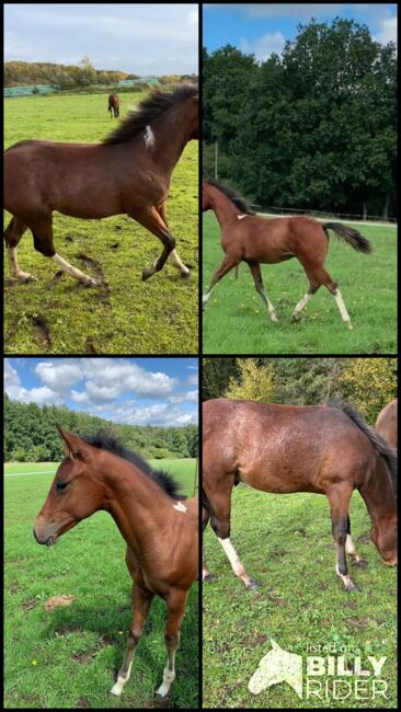 Absoluter Herzensbrecher (Paint Horse), Kerstin Rehbehn (Pferdemarketing Ost), Pferd kaufen, Nienburg, Abbildung 4