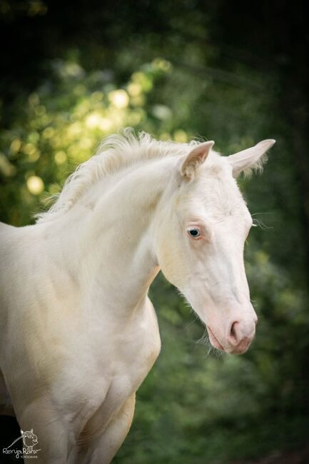 Bezauberndes Paint Horse Fohlen Stute, Rainer, Horses For Sale, Wernigerode, Image 8