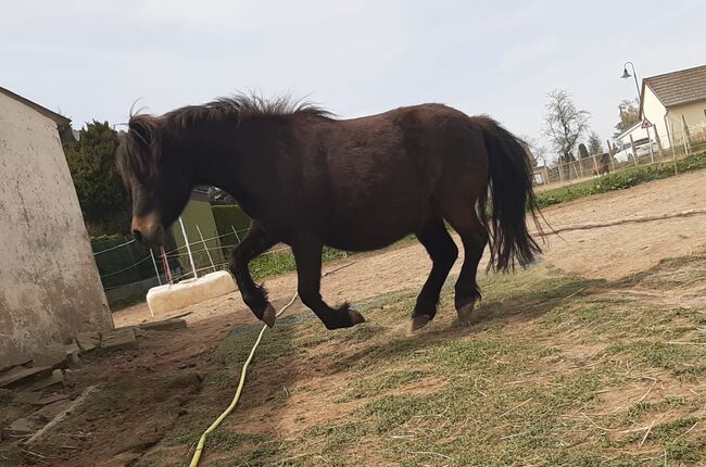 Fast wie ein eigenes Pferd oder pony, Tina, Horse Sharing, Döbeln, Image 14