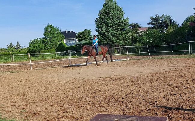 Fast wie ein eigenes Pferd oder pony, Tina, Horse Sharing, Döbeln, Image 5