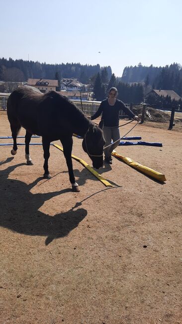 American Quarter Horse, Maria Halser, Pferd kaufen, Saldenburg, Abbildung 6